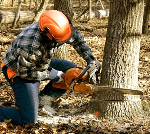 Tree Removal in Guntown, MS